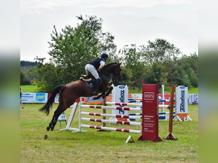 Hanoverian Mare 5 years 16,1 hh Brown in Bremervörde