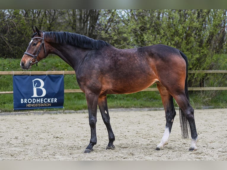 Hanoverian Mare 5 years 16,1 hh Brown in Riedstadt