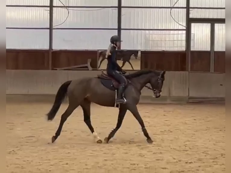 Hanoverian Mare 5 years 16.1 hh Brown in Loipersbach im Burgenland