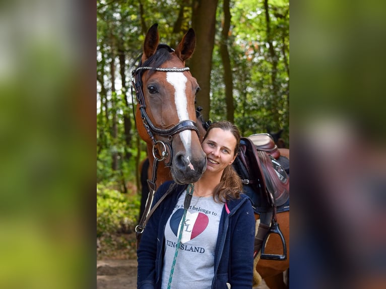 Hanoverian Mare 5 years 16.1 hh Brown in Neunkirchen