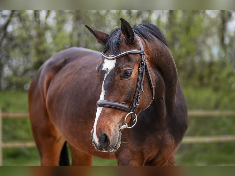Hanoverian Mare 5 years 16,1 hh Brown in Riedstadt