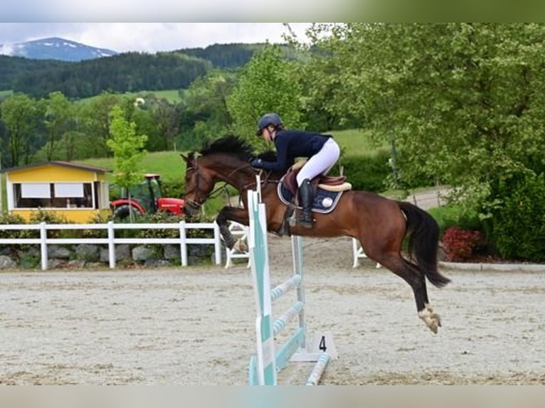 Hanoverian Mare 5 years 16,1 hh Brown in Tainach