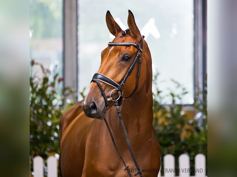 Hanoverian Mare 5 years 16,1 hh Brown in Verden