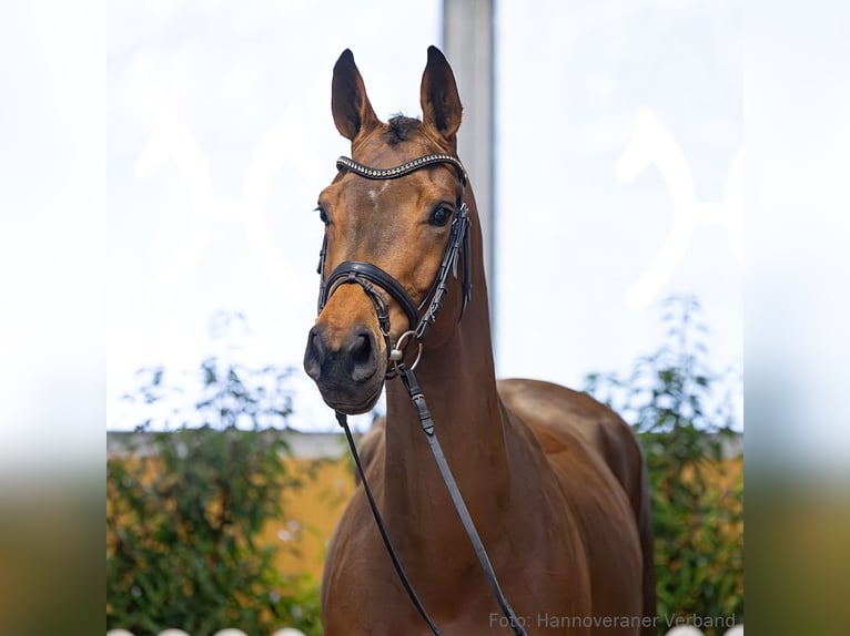 Hanoverian Mare 5 years 16.1 hh Brown in Verden