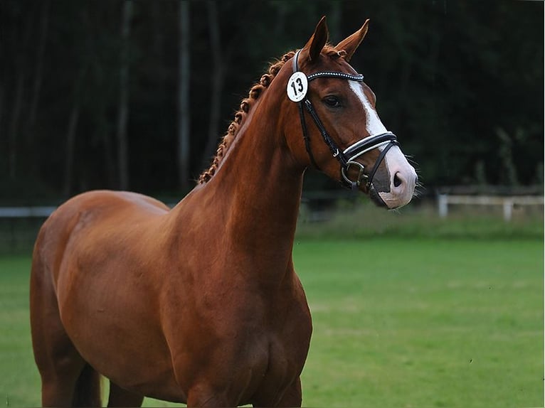 Hanoverian Mare 5 years 16,1 hh Chestnut in Isernhagen