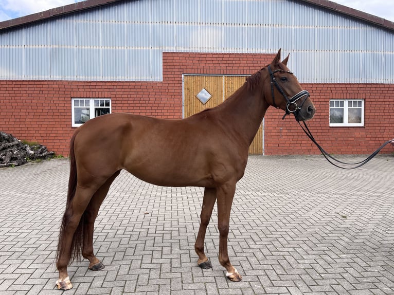 Hanoverian Mare 5 years 16.1 hh Chestnut in Bliedersdorf