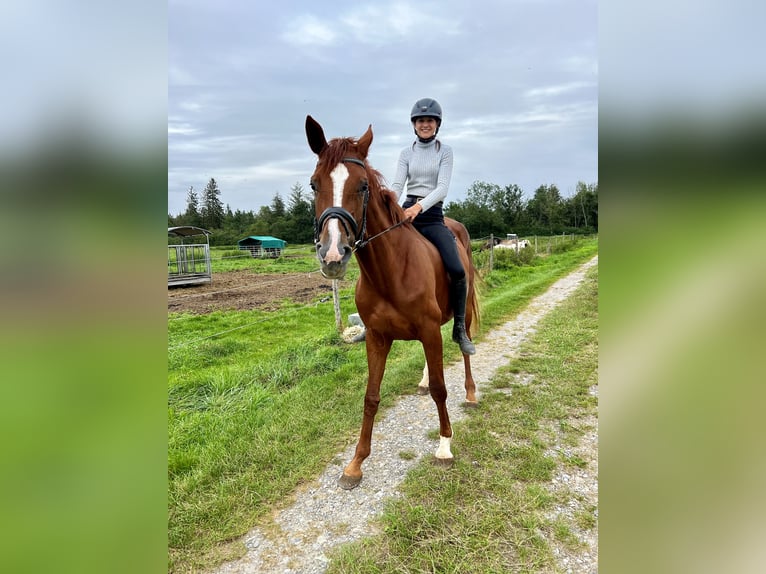 Hanoverian Mare 5 years 16,1 hh Chestnut in Wehringen