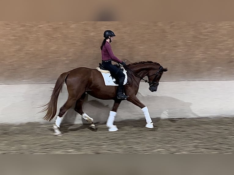 Hanoverian Mare 5 years 16,1 hh Chestnut in Wehringen