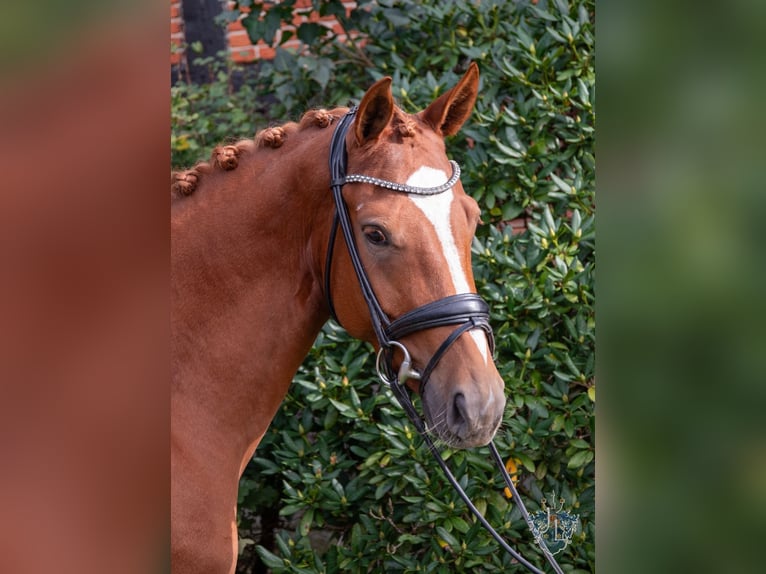 Hanoverian Mare 5 years 16,1 hh Chestnut-Red in Blender