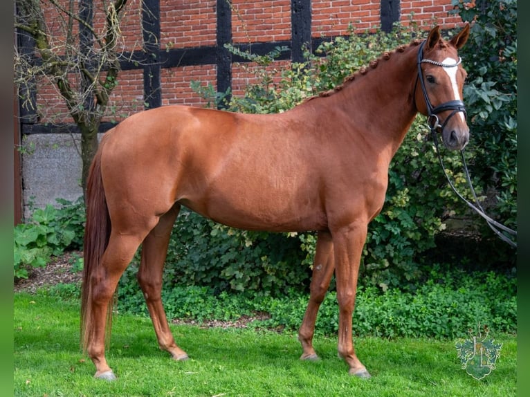Hanoverian Mare 5 years 16,1 hh Chestnut-Red in Blender