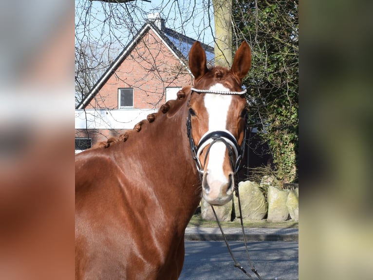 Hanoverian Mare 5 years 16.1 hh Chestnut-Red in Fredenbeck
