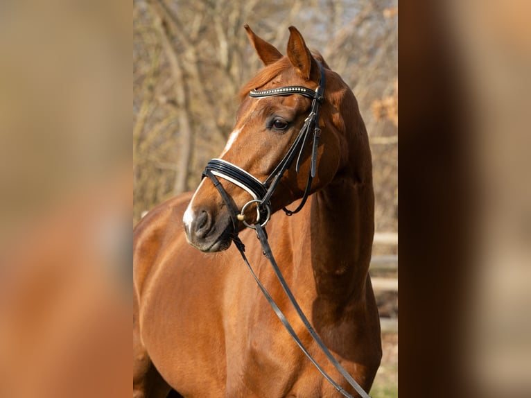 Hanoverian Mare 5 years 16,1 hh Chestnut-Red in Rickling