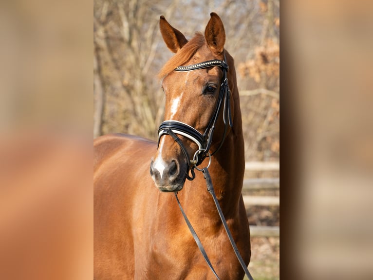 Hanoverian Mare 5 years 16,1 hh Chestnut-Red in Rickling