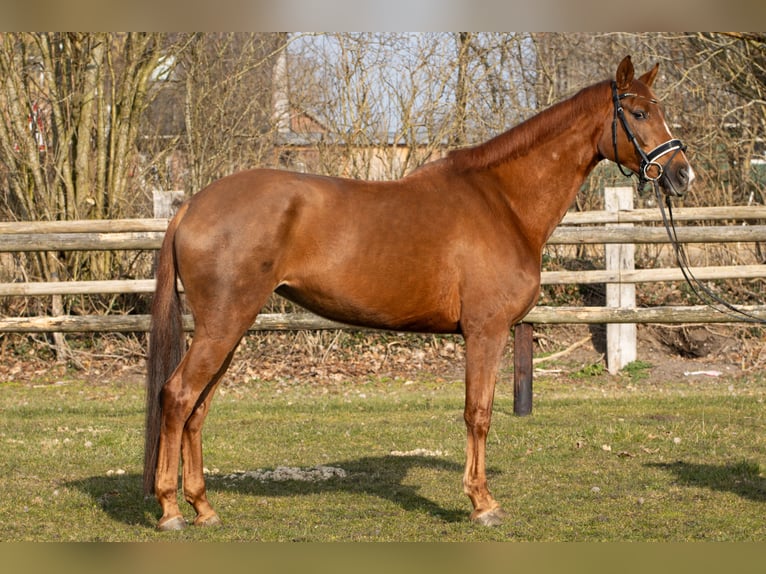 Hanoverian Mare 5 years 16,1 hh Chestnut-Red in Rickling