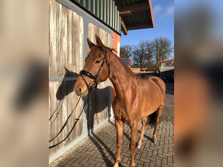 Hanoverian Mare 5 years 16,1 hh Chestnut-Red in Walsrode