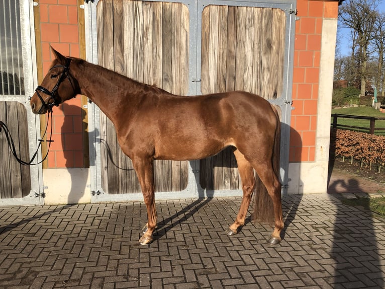 Hanoverian Mare 5 years 16,1 hh Chestnut-Red in Walsrode