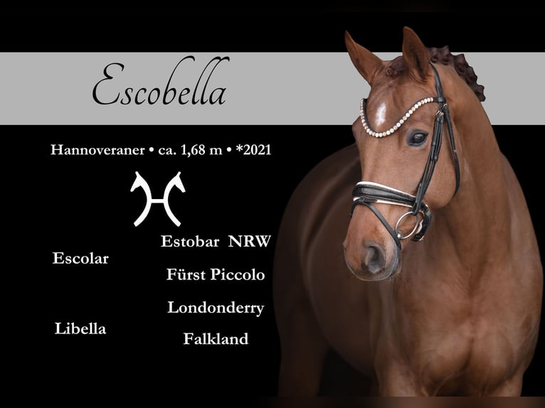 Hanoverian Mare 5 years 16.1 hh Chestnut-Red in Wehringen