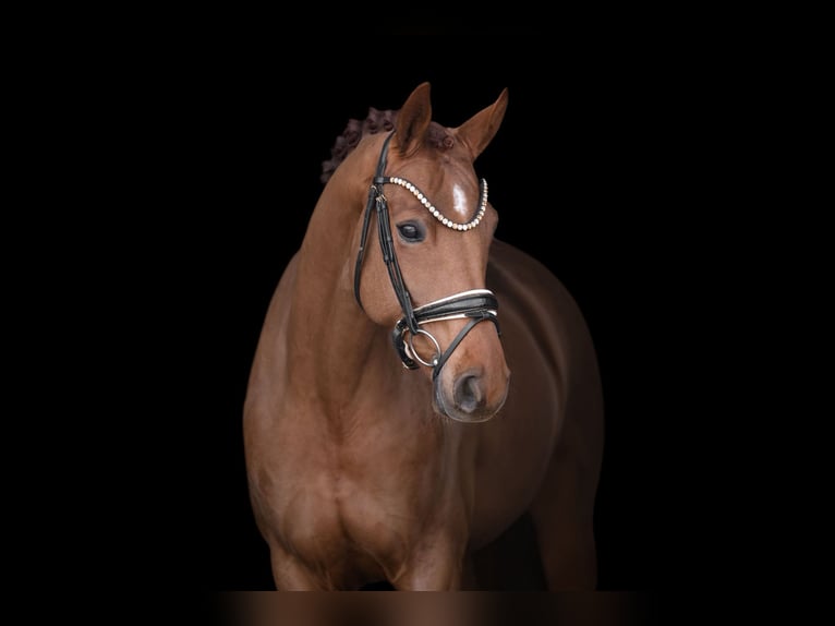 Hanoverian Mare 5 years 16.1 hh Chestnut-Red in Wehringen