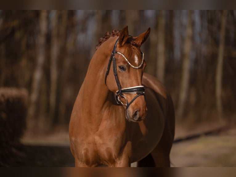 Hanoverian Mare 5 years 16.1 hh Chestnut-Red in Wehringen