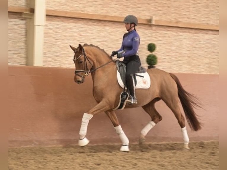 Hanoverian Mare 5 years 16.1 hh Chestnut-Red in Wehringen