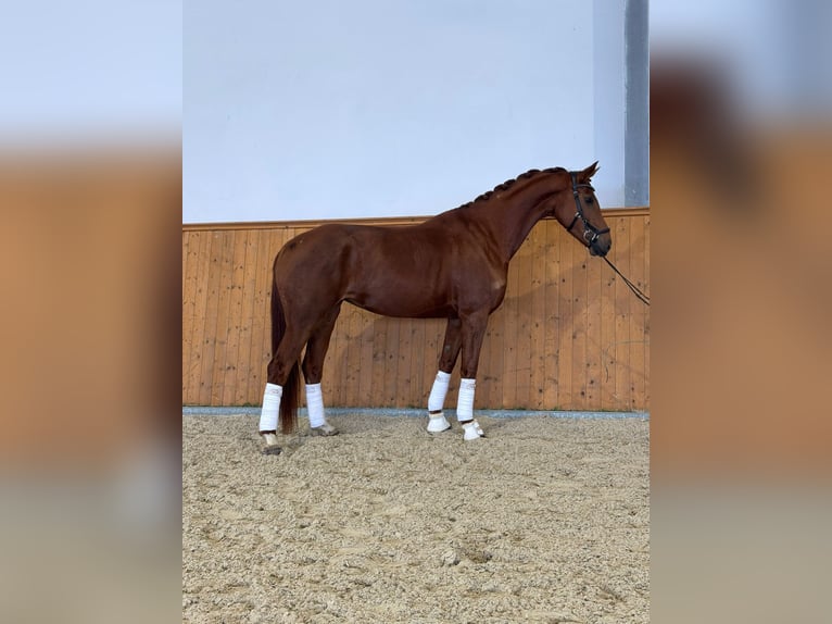 Hanoverian Mare 5 years 16.1 hh Chestnut-Red in Przyborowice Górne