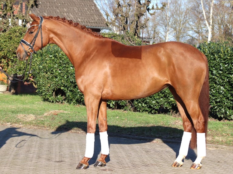 Hanoverian Mare 5 years 16.1 hh Chestnut-Red in Selsingen