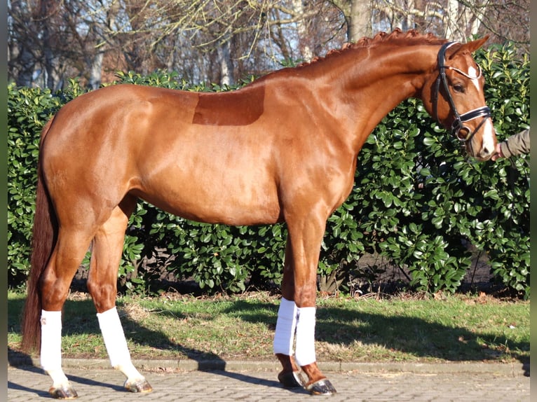 Hanoverian Mare 5 years 16.1 hh Chestnut-Red in Selsingen