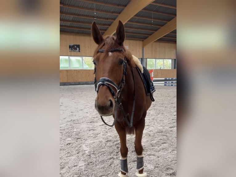 Hanoverian Mare 5 years 16,1 hh Chestnut-Red in Nordleda