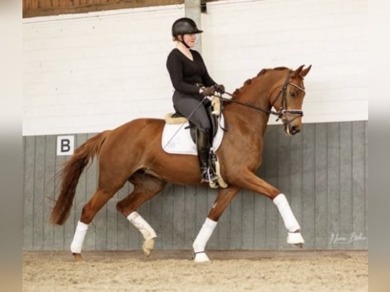 Hanoverian Mare 5 years 16,1 hh Chestnut-Red in Tiddische