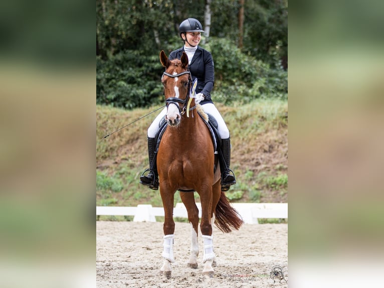 Hanoverian Mare 5 years 16,1 hh Chestnut-Red in Echem