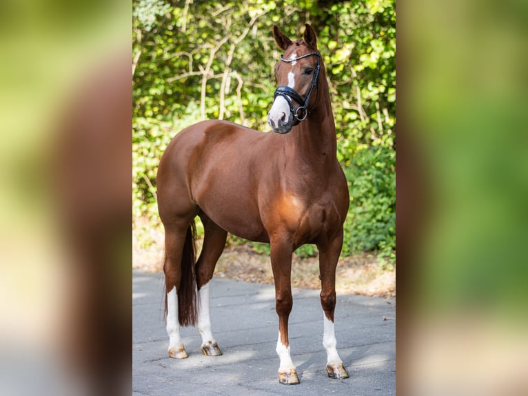 Hanoverian Mare 5 years 16,1 hh Chestnut-Red in Echem