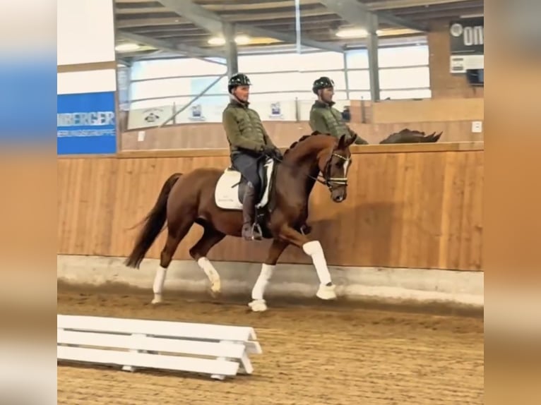 Hanoverian Mare 5 years 16.1 hh Chestnut-Red in Gleichen