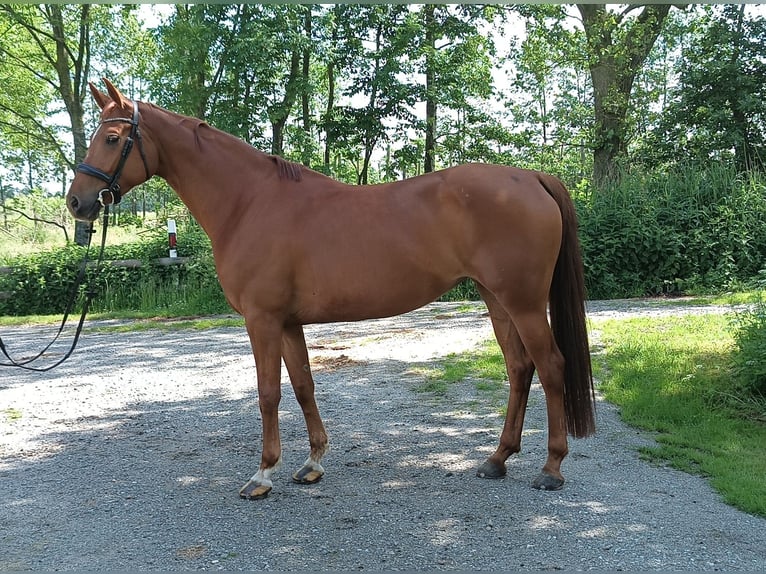 Hanoverian Mare 5 years 16,1 hh Chestnut-Red in Belum