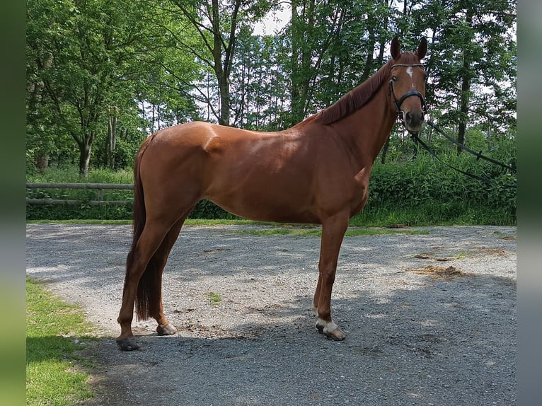 Hanoverian Mare 5 years 16,1 hh Chestnut-Red in Belum