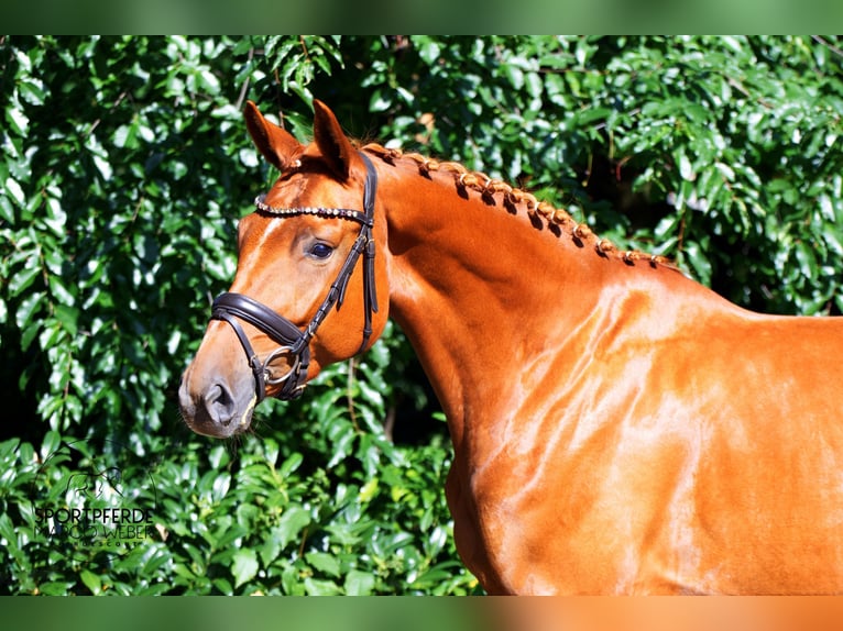 Hanoverian Mare 5 years 16.1 hh Chestnut-Red in Schapen