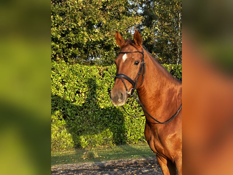 Hanoverian Mare 5 years 16,1 hh Chestnut-Red in Syke