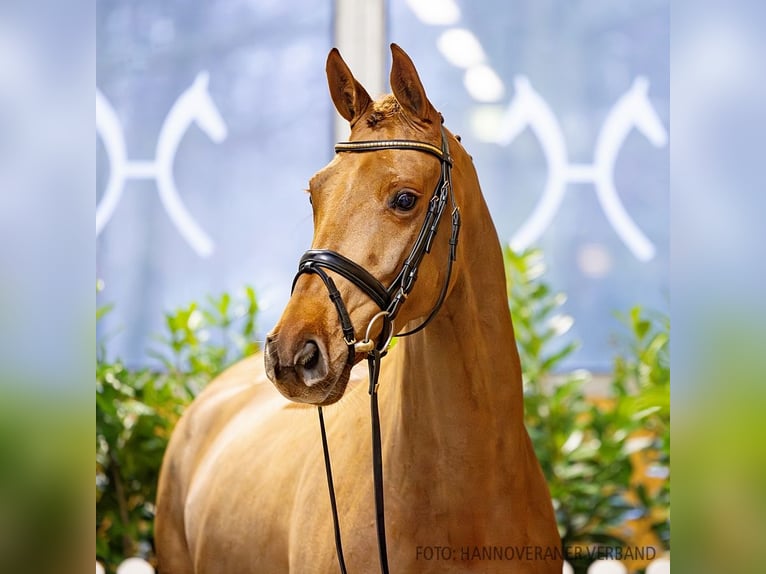 Hanoverian Mare 5 years 16,1 hh Chestnut-Red in Verden