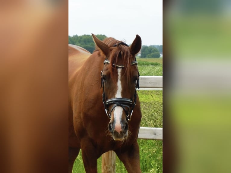 Hanoverian Mare 5 years 16.1 hh Chestnut-Red in Weil