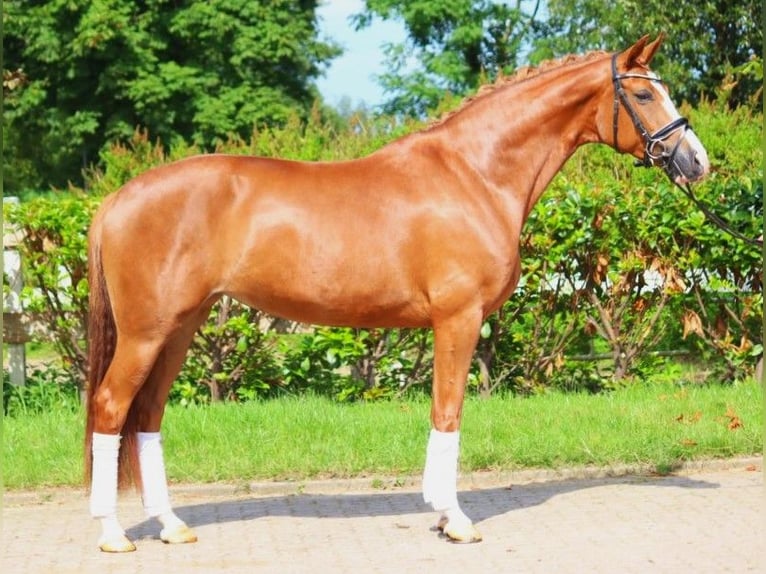 Hanoverian Mare 5 years 16,1 hh Chestnut-Red in Selsingen