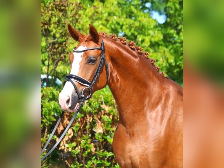 Hanoverian Mare 5 years 16,1 hh Chestnut-Red in Selsingen