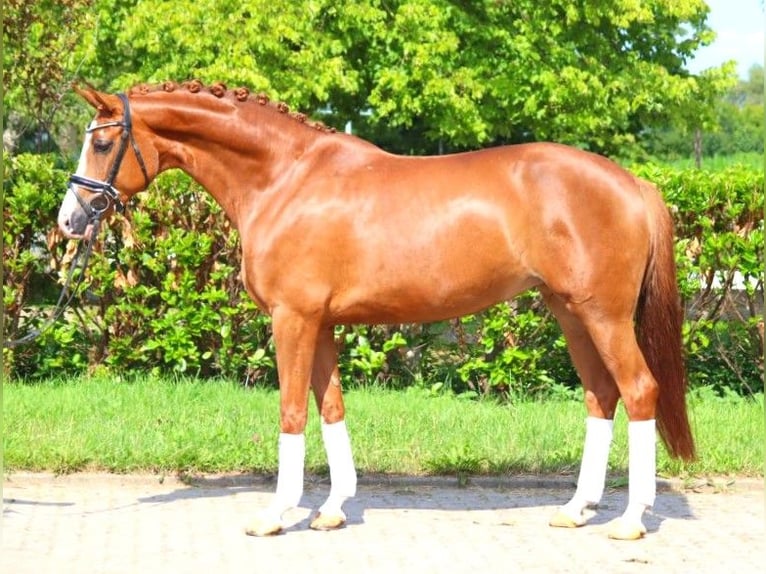 Hanoverian Mare 5 years 16,1 hh Chestnut-Red in Selsingen