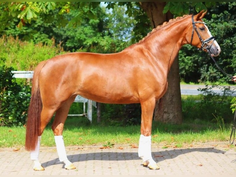 Hanoverian Mare 5 years 16,1 hh Chestnut-Red in Selsingen