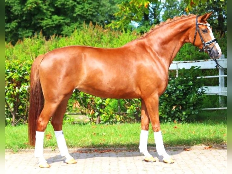 Hanoverian Mare 5 years 16,1 hh Chestnut-Red in Selsingen