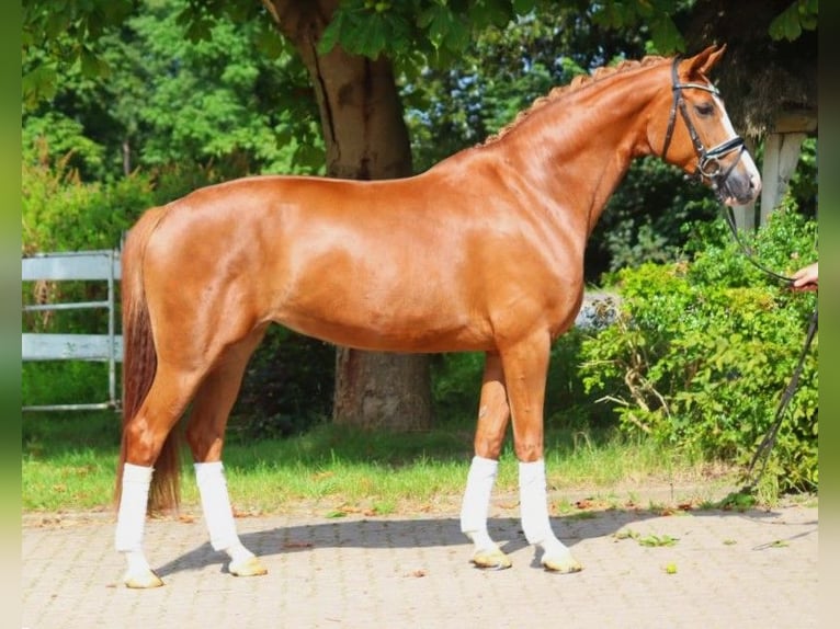 Hanoverian Mare 5 years 16,1 hh Chestnut-Red in Selsingen