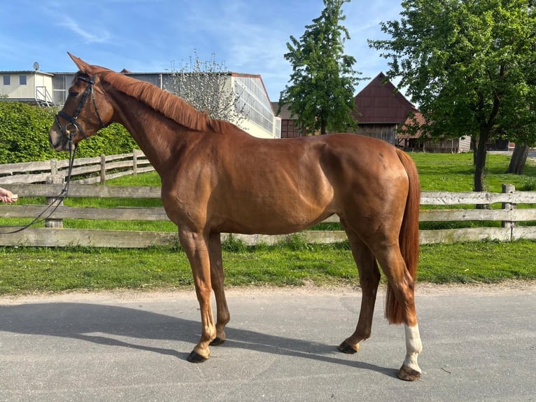 Hanoverian Mare 5 years 16.1 hh Chestnut-Red in Einbeck