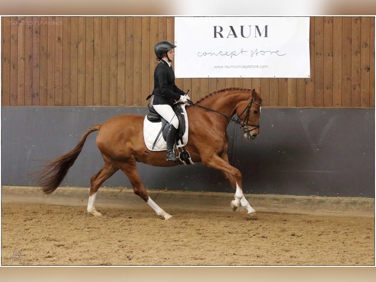 Hanoverian Mare 5 years 16,1 hh Chestnut-Red in Lisberg