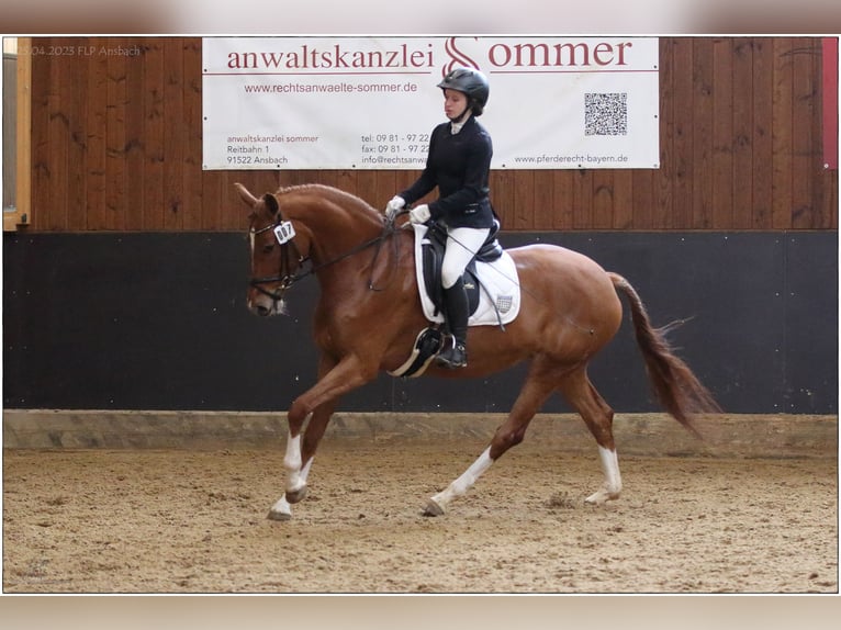 Hanoverian Mare 5 years 16,1 hh Chestnut-Red in Lisberg
