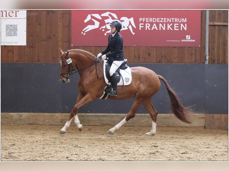 Hanoverian Mare 5 years 16,1 hh Chestnut-Red in Lisberg