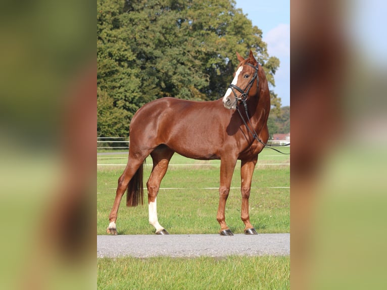 Hanoverian Mare 5 years 16,1 hh Chestnut-Red in Petershagen