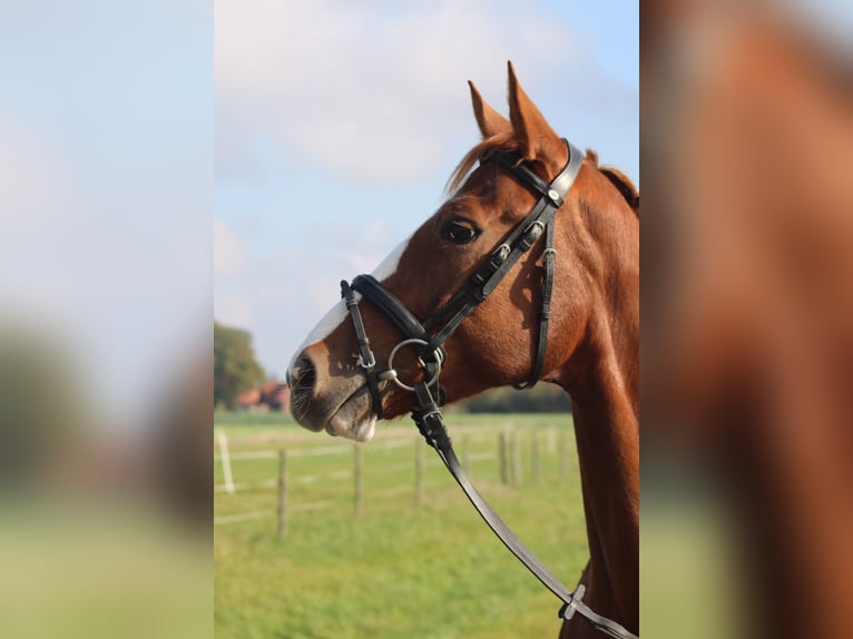 Hanoverian Mare 5 years 16,1 hh Chestnut-Red in Petershagen